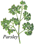 
Herb: Parsley.
